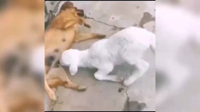 成灰原创：爆笑动物配音日常