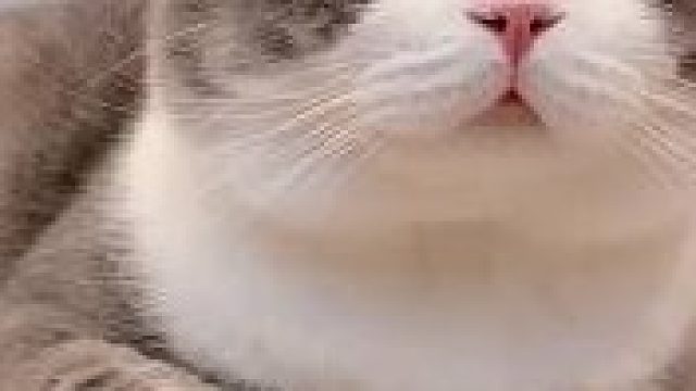 土豆真的太乖了超级温柔