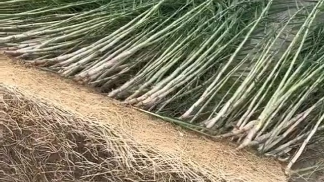 敢问大侠们这个根可以煲凉茶吗？