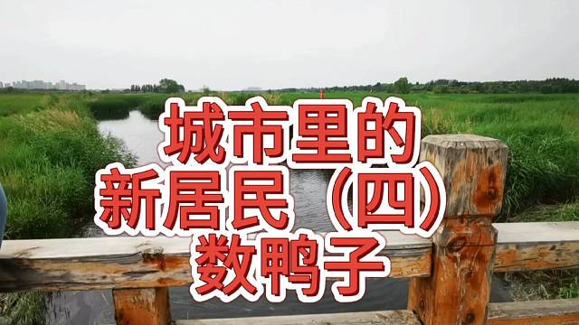 #包头阳光宠物医院#白骨顶#包头白骨顶