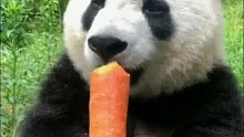 据说大熊猫只有在吃东西的时候，耳朵才竖的最立挺，最兴奋