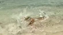 一群鲨鱼捕杀黄貂鱼