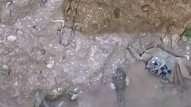 你不好好赶海，怎么还学起兵法来了