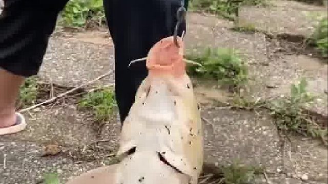 鱼都蒙了：不是得相互拉扯一下吗？