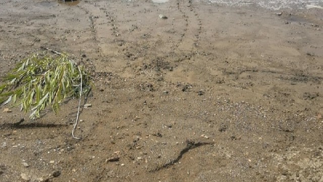 剩下的那只
就是如如不动
等了半小时也不迈一步