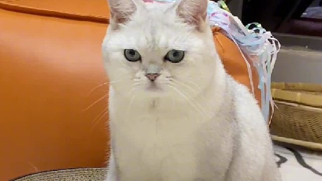 猪咪只是长得比较短而已又有什么错呢