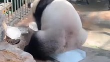 大熊猫的烦恼很难想象！萌二坐冰块上不料被粘住 只能撅着屁股滑行