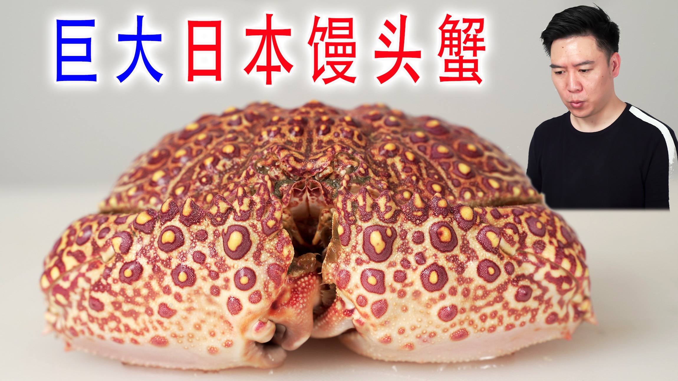 活的巨大馒头蟹，看似丑萌，却超级好吃