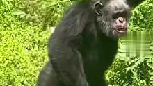 这大猩猩进化得正好，多一点变人，少一点变菜