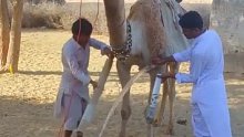 在沙漠中运水得的骆驼真是太厉害了