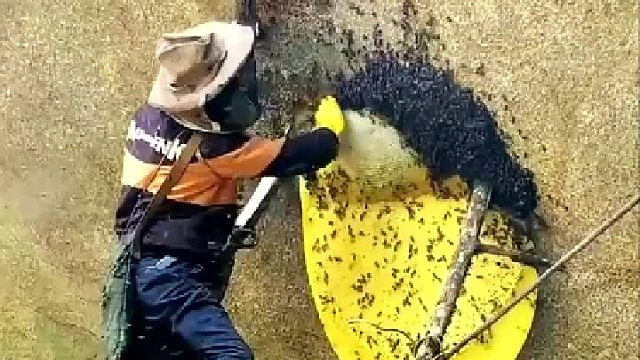 蜜蜂‘留点啊！我踏房贷还没还完呢！’