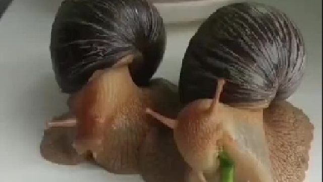 世界上这个东西牙齿最多