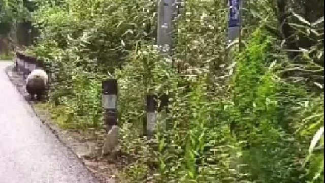 陕西太白出现一只大熊猫