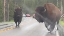 偶遇北美野牛，气势汹汹从车旁经过，这该死的压迫感