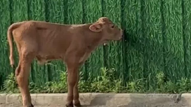 后来牛尝遍了草，再也找不到熟悉的硬菜