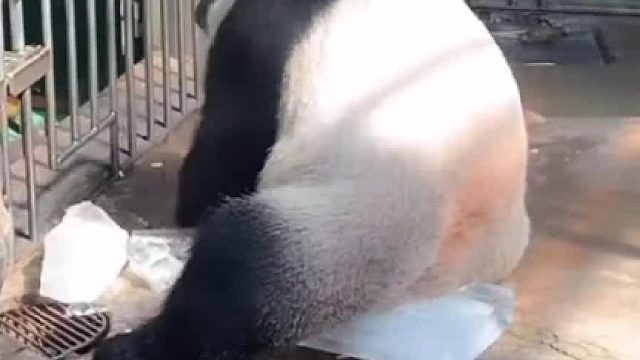 熊猫用冰块消暑，下一秒屁股被冰黏住，网友：熊猫都体验冰点脱毛了。