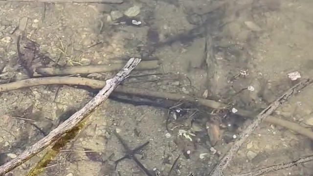 终究还是被鱼逼疯的男人