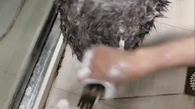 一条毛巾从头用到脚，是公浣熊