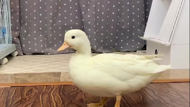 毛栗子：心情不好真的显老