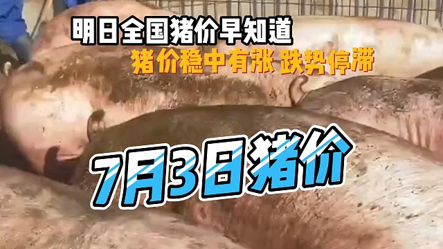 明日7月3日全国猪价早知道！猪价稳中有涨跌势停滞#猪价行情#明日猪价#猪价#生猪价格#生猪