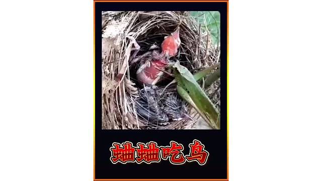 蛐蛐吃鸟