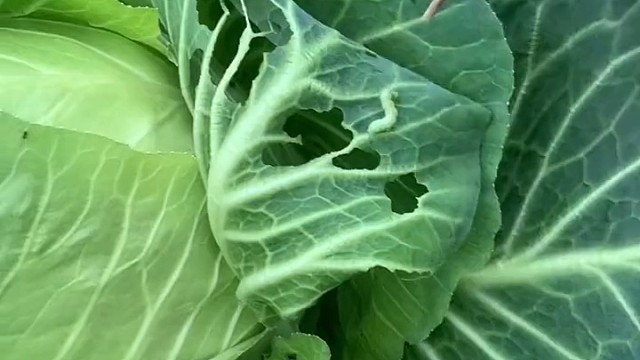 邻居：我劝你善良