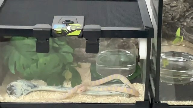 我永远爱这些灵动的蛇，它们眼里永远流淌着掺合了细碎日光的泉水，它们永远是不规则的图形，永远拒绝被定义