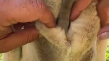袋鼠的袋子会不会很臭