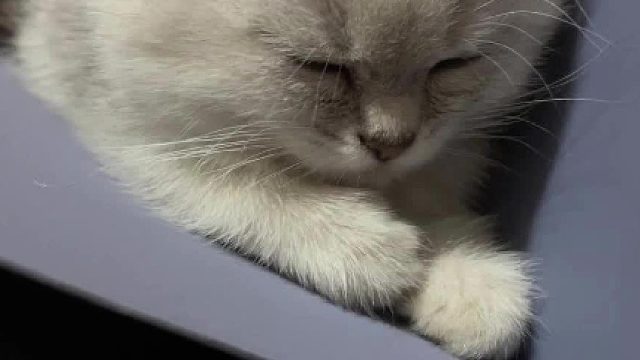 发奋图强去睡觉