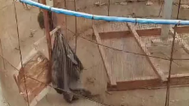 当你家鸡也太累了吧