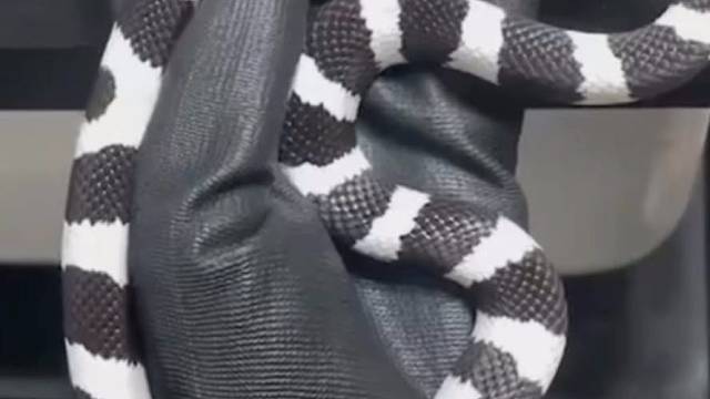 莫哈维王蛇活体瓷白加州王蛇无毒的黑白王蛇原色加州王蛇适合新手饲养的宠物蛇有哪些#莫哈维#莫哈