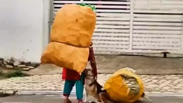 每个生命都有它的故事，狗狗在帮它的主人干活，累了歇一会继续走。