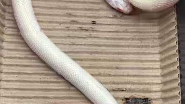 高白王蛇宠物蛇无毒宠物蛇白化高白蛇宠不咬人适合新手萌新养殖的王蛇，雪花王蛇宠物加州王蛇