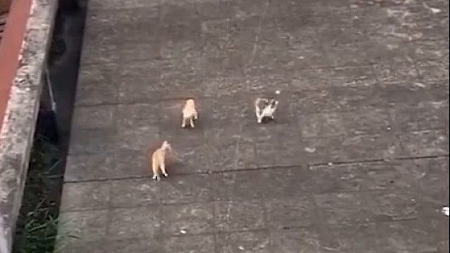 还以为是狗呢，结果仔细一看还真的是