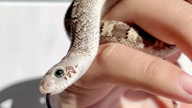 牛蛇大型宠物蛇很粗的宠物蛇长的凶凶的宠物蛇原色牛蛇白化牛蛇白化白边牛蛇