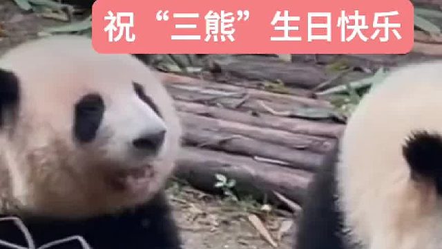 北京。萌萌、花花、和叶同一天生日。祝“三熊”生日快乐