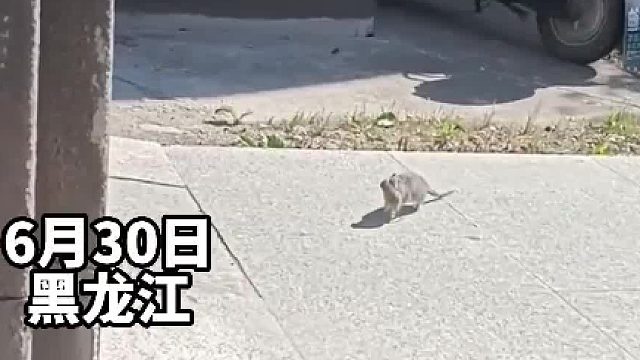 大老鼠叼着孩子走在路上，被男子吓一大跳