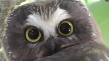 猫头鹰的眼睛无法转动，需要转动脑袋来观察