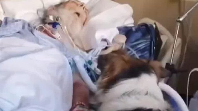 守护在老人病床前的狗狗，它什么都知道吧