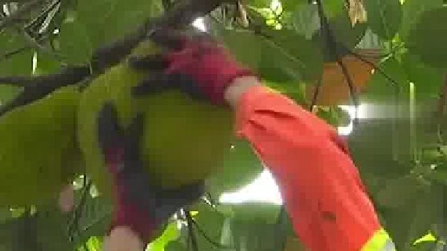 为避免木菠萝砸到行人，绿化部门展开摘果行动。