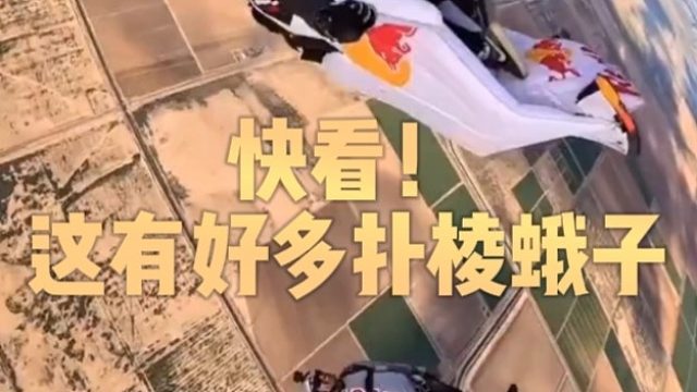 快看！这有好多扑棱蛾子