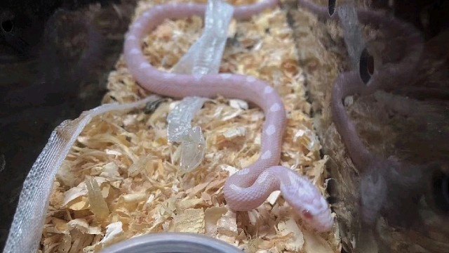 玉米蛇温顺无毒的宠物蛇背部有圈圈的宠物蛇雪白甜甜圈白化甜甜圈炭黑甜甜圈牛油圈