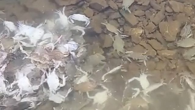 网友拍到扎堆的螃蟹 ，吃不完，根本吃不完