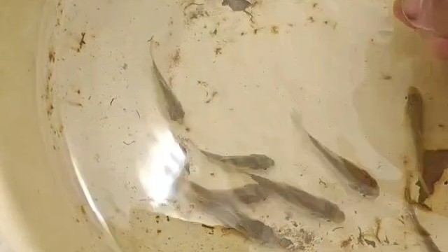 标题。。。只有鱼，一条傻鱼！