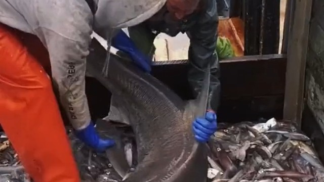 连夜回去写了篇桃花源记