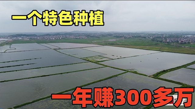 叔叔一年靠种植赚300万，占地有1000多亩，场面震撼，看看种什么