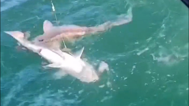 母的钓上来了，公的依依不舍