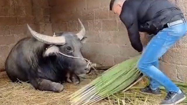 老牛感知自己要被送入屠宰场，不吃不喝只剩眼泪在打转