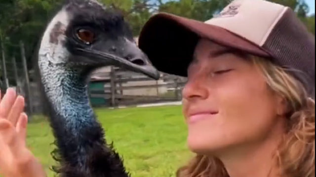 爷爷农场霸道的鸸鹋经常欺负小动物，直到温柔小姐姐的出现像变了个物种