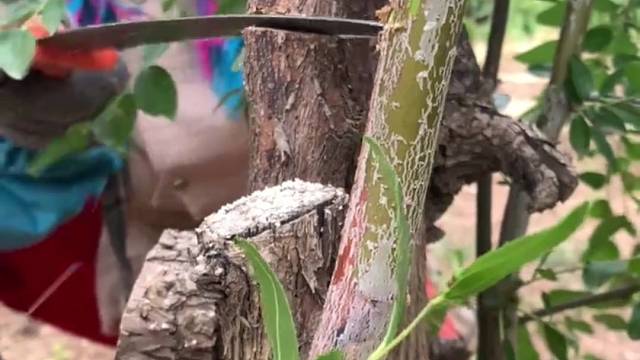 沾化冬枣种植之修剪枯木枝#沾化冬枣#冬枣#枣